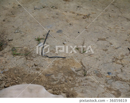 字母L 36859819