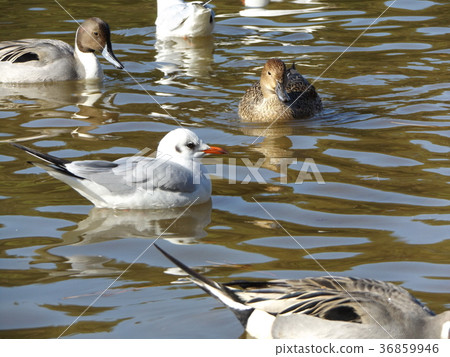Winter migratory sea urchin gull and long haired duck coming to the pond in Inage beach park 36859946