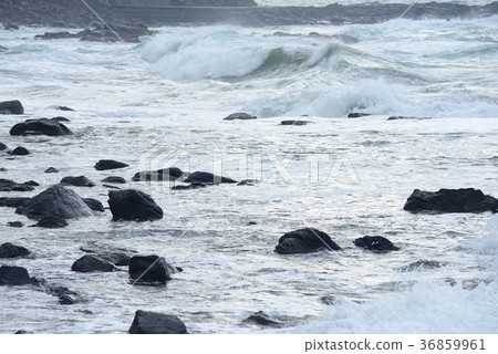 Wave of Golden Rose Wave of Golden Rose 36859961