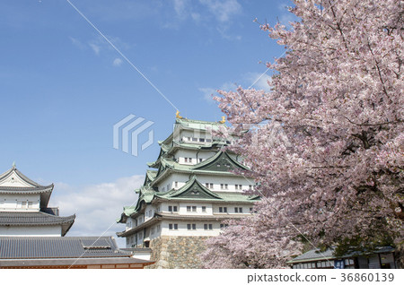 Cherry blossoms in full bloom and Nagoya castle 36860139