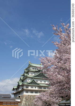 盛開的櫻花和名古屋城堡 36860140