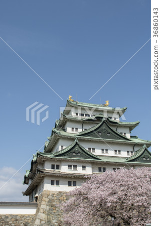 Cherry blossoms in full bloom and Nagoya castle 36860143