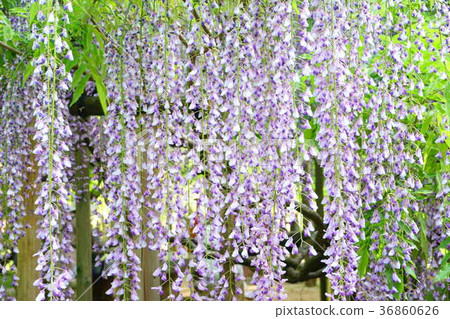 Nara and May at the Aoba Botanical Garden 2 36860626
