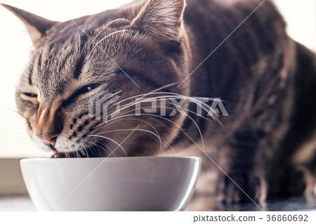 吃貓的貓食 36860692