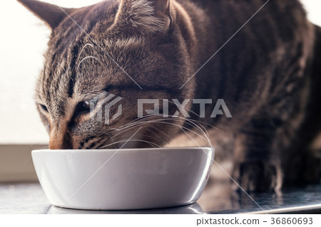 吃貓的貓食 36860693