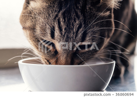 吃貓的貓食 吃貓的貓食 36860694