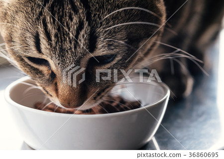 吃貓的貓食 36860695
