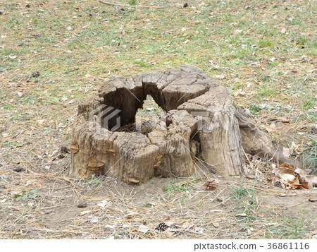 Old stump in a pine forest Old stump in a pine forest 36861116