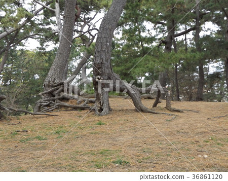 Floating roots of black pine forest in the old Inage coast Floating roots of black pine forest in the old Inage coast 36861120