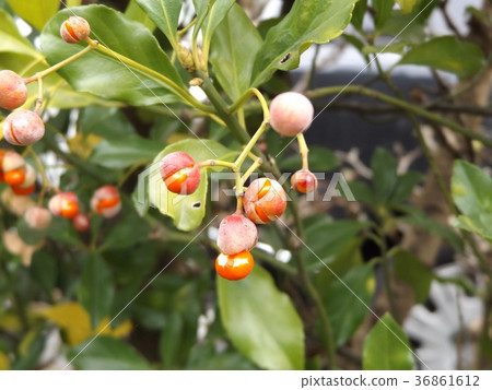 Musashi who caught seeds when the fruit had cleared in a severe winter 36861612