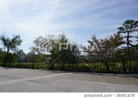 Shinobi pond and plants Shinobi pond and plants 36861879