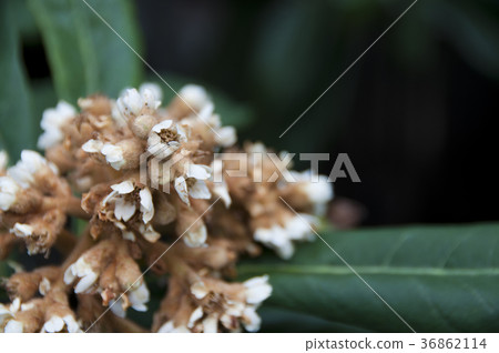 Flower of loquat 36862114