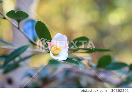 Camellia flower Camellia flower 36862291