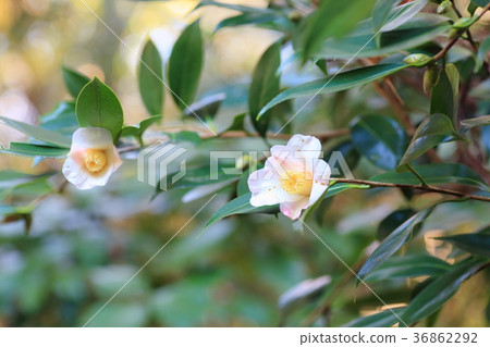 Camellia flower 36862292