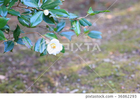 Camellia flower 36862293