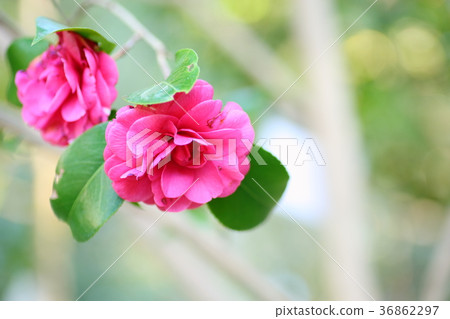 Camellia flowers Kiku winter solstice 36862297