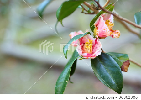 山茶花 36862300