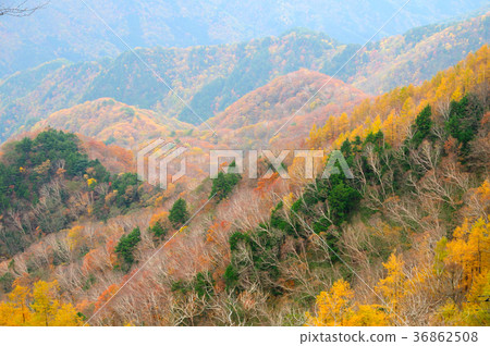 Nikko Menetsuki山秋葉 Nikko Menetsuki山秋葉 36862508