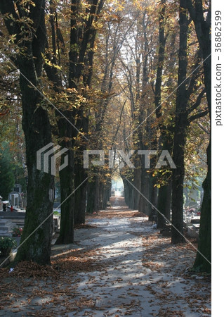 Graveyard road during autumn season Graveyard road during autumn season 36862599