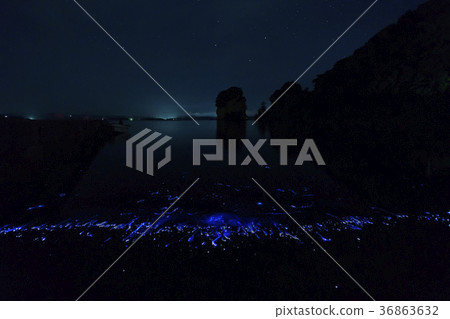 Notojima Kaihotaru observation 36863632