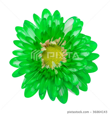 green Chrysanthemum Flower Isolated over White 36864143