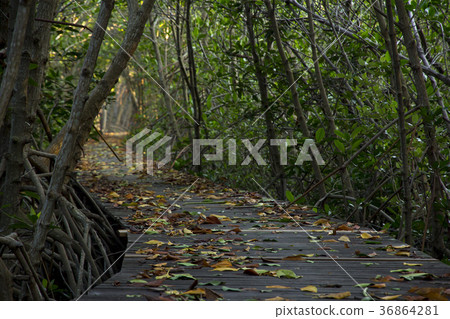 Wooden Bridge in Mangrove Forest at Laem Phak Bia 36864281