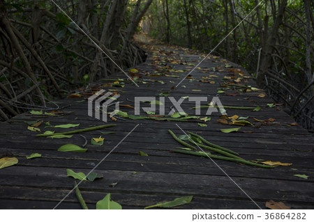 Wooden Bridge in Mangrove Forest at Laem Phak Bia Wooden Bridge in Mangrove Forest at Laem Phak Bia 36864282