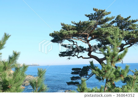 pine tree in korea 36864352