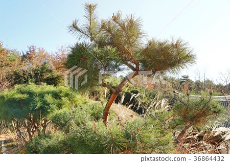 pine tree in korea 36864432