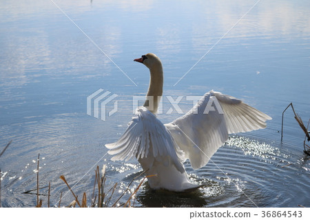 Swan 36864543