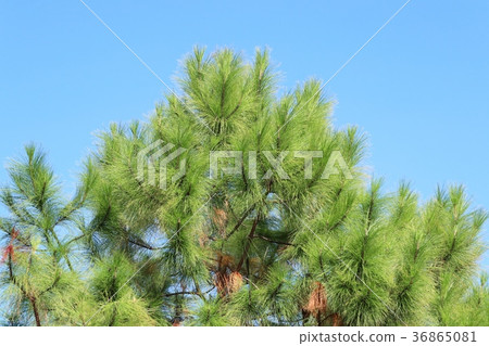 Pine tree in tropical Pine tree in tropical 36865081
