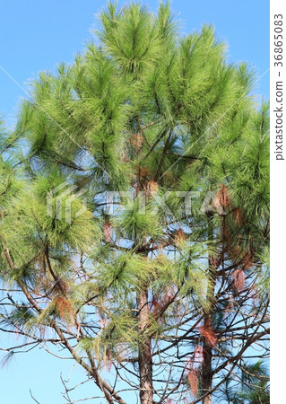 Pine tree in tropical Pine tree in tropical 36865083