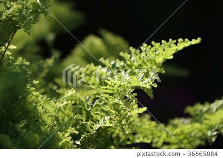 Green fern in tropical Green fern in tropical 36865084