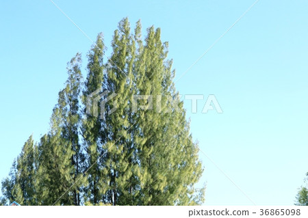 Pine tree in tropical Pine tree in tropical 36865098
