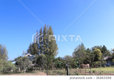 Pine tree in tropical Pine tree in tropical 36865099