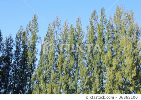 Pine tree in tropical Pine tree in tropical 36865100