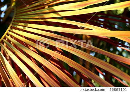 Palm tree in tropical 36865101