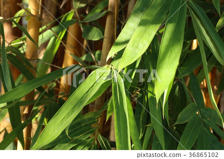 bamboo tree in tropical bamboo tree in tropical 36865102
