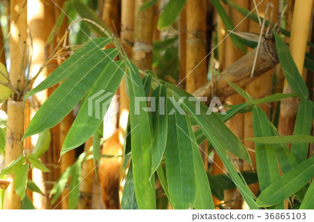 bamboo tree in tropical bamboo tree in tropical 36865103