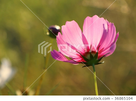 Pink cosmos in tropical 36865104