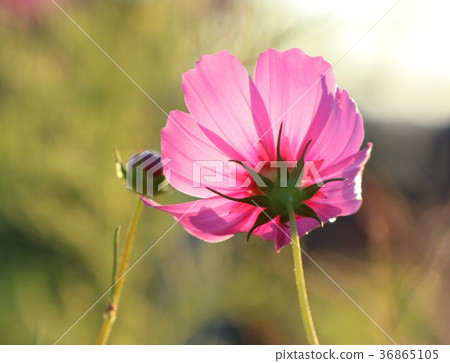 Pink cosmos in tropical Pink cosmos in tropical 36865105