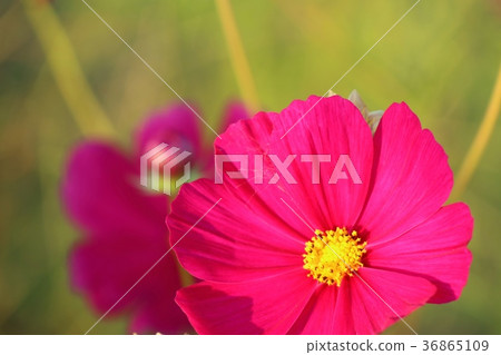 Pink cosmos in tropical Pink cosmos in tropical 36865109