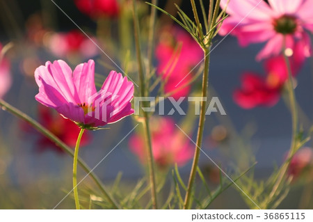 Pink cosmos in tropical Pink cosmos in tropical 36865115