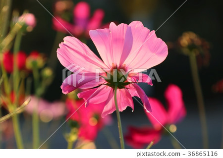 Pink cosmos in tropical Pink cosmos in tropical 36865116