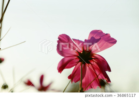 Pink cosmos in tropical Pink cosmos in tropical 36865117