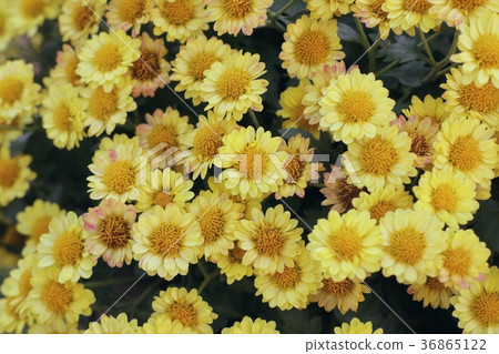 Chrysanthemum flower in natural Chrysanthemum flower in natural 36865122