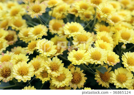 Chrysanthemum flower in natural Chrysanthemum flower in natural 36865124