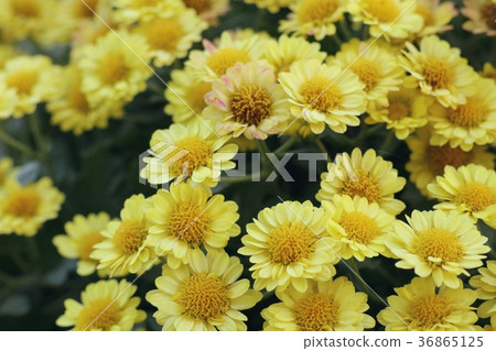 Chrysanthemum flower in natural Chrysanthemum flower in natural 36865125