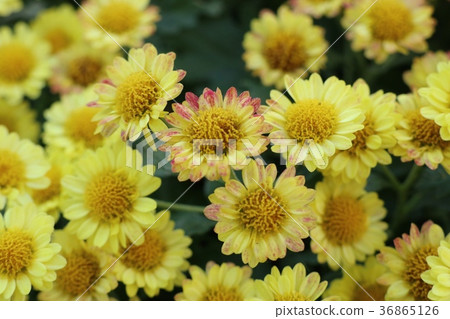 Chrysanthemum flower in natural Chrysanthemum flower in natural 36865126