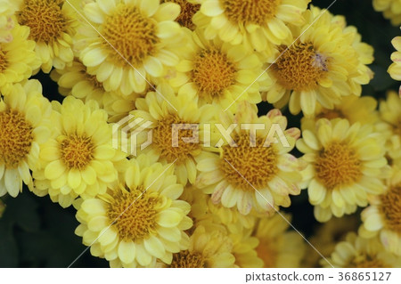 Chrysanthemum flower in natural Chrysanthemum flower in natural 36865127
